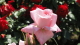 img0021.jpg
