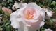 img0025.jpg