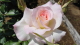 img0026.jpg