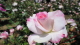 img0031.jpg