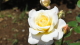 img0035.jpg