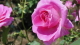 img0038.jpg