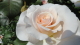 img0039.jpg