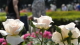 img0042.jpg