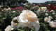 img0043.jpg