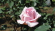img0055.jpg