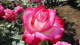 img0075.jpg