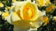 img0081.jpg