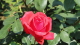 img0085.jpg