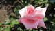 img0093.jpg