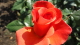 img0096.jpg