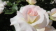 img0098.jpg