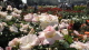 img0104.jpg