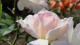img0107.jpg