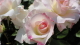 img0108.jpg