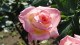 img0109.jpg