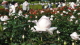 img0112.jpg