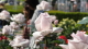 img0114.jpg