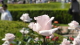 img0115.jpg