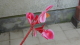img0135.jpg
