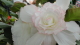 img0138.jpg