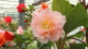 img0139.jpg
