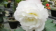 img0142.jpg
