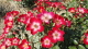 img0161.jpg