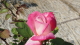 img0163.jpg