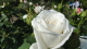 img0166.jpg