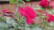 img0183.jpg