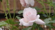 img0184.jpg