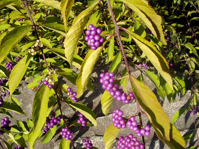 img0041.jpg