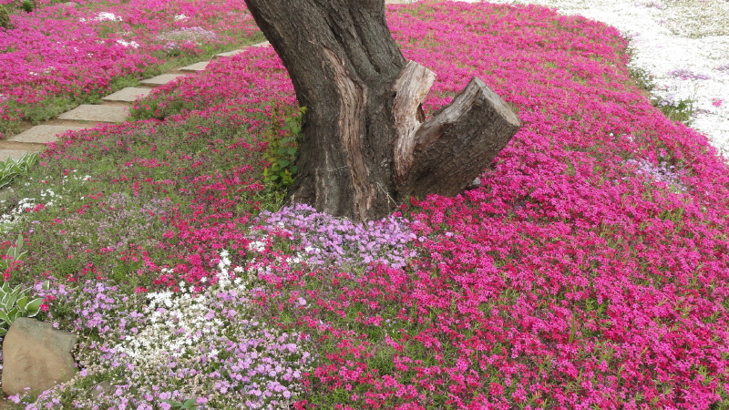 img0010.jpg