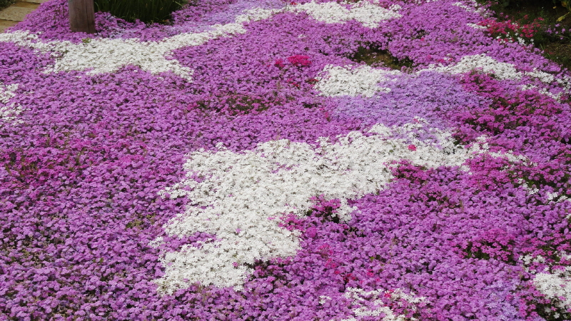 img0017.jpg