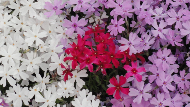 img0053.jpg