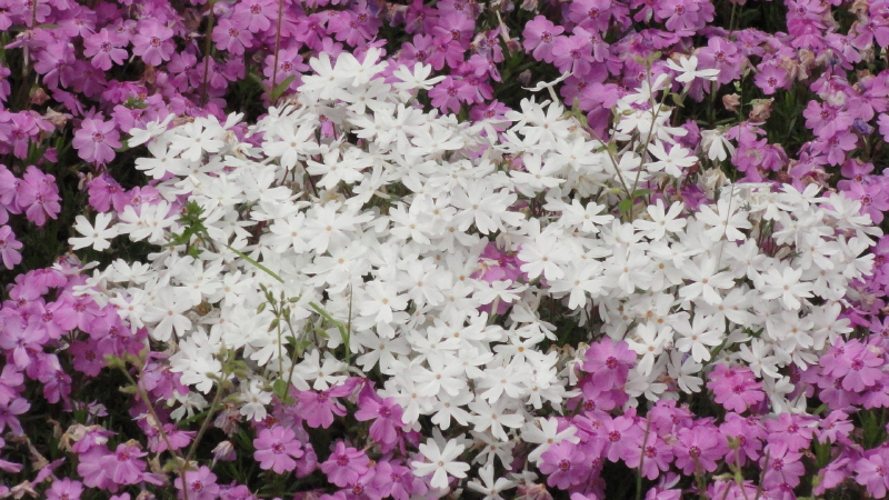 img0060.jpg