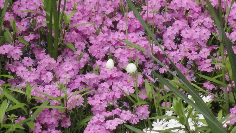 img0066.jpg
