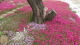 img0010.jpg