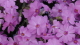 img0050.jpg
