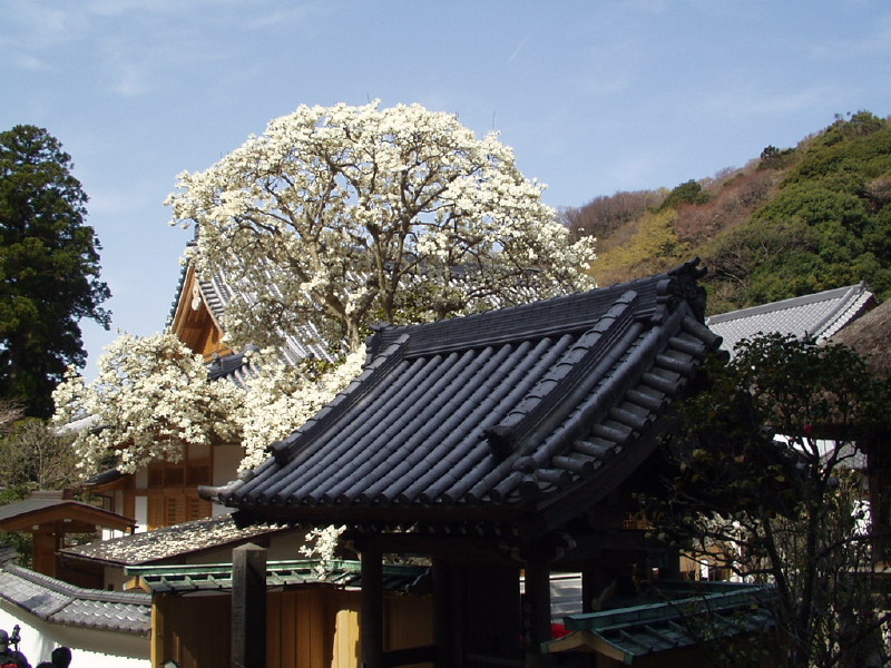 img0009.jpg