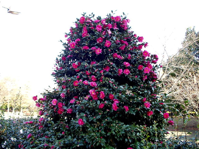img0003.jpg