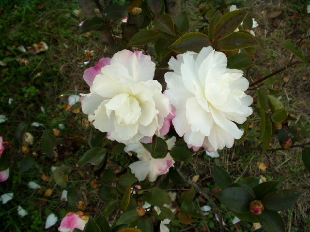 img0006.jpg