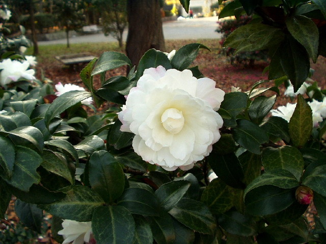 img0011.jpg