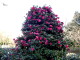 img0003.jpg