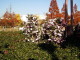 img0005.jpg