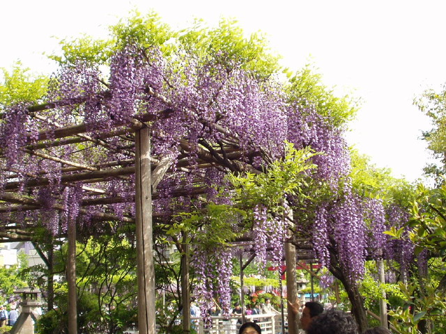 img0009.jpg