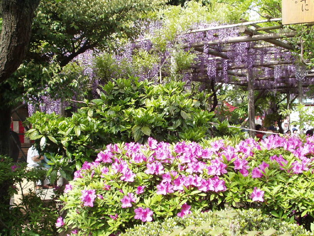 img0010.jpg