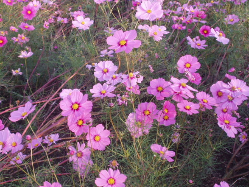 img0006.jpg