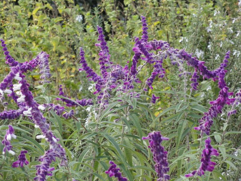img0055.jpg